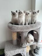Britse Korthaar kittens- British shorthair, Meerdere dieren