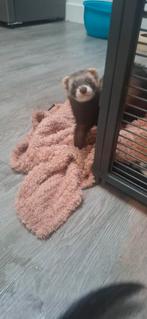 Fret 4 maanden oud moertjes, Dieren en Toebehoren, Knaagdieren, Augustus, Fret, Vrouwelijk, Tam