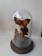 Vlinders in stolp decoratie, Ophalen of Verzenden