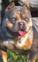 Tricolor american bully pups, Overige rassen, 8 tot 15 weken, Teef, Meerdere