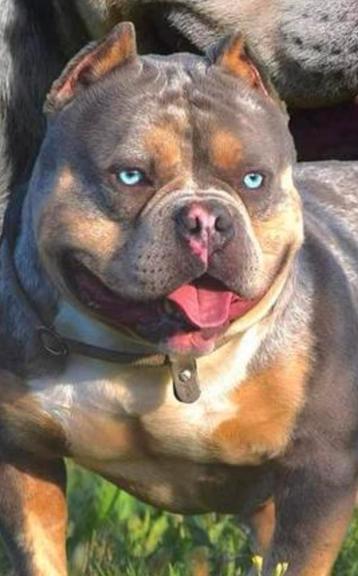 Tricolor american bully pups beschikbaar voor biedingen