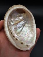 Abalone zeeoor schelp (nr. 3), Verzamelen, Mineralen en Fossielen, Schelp(en), Ophalen of Verzenden