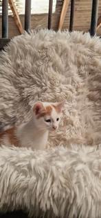 Kittens  3 schatjes
