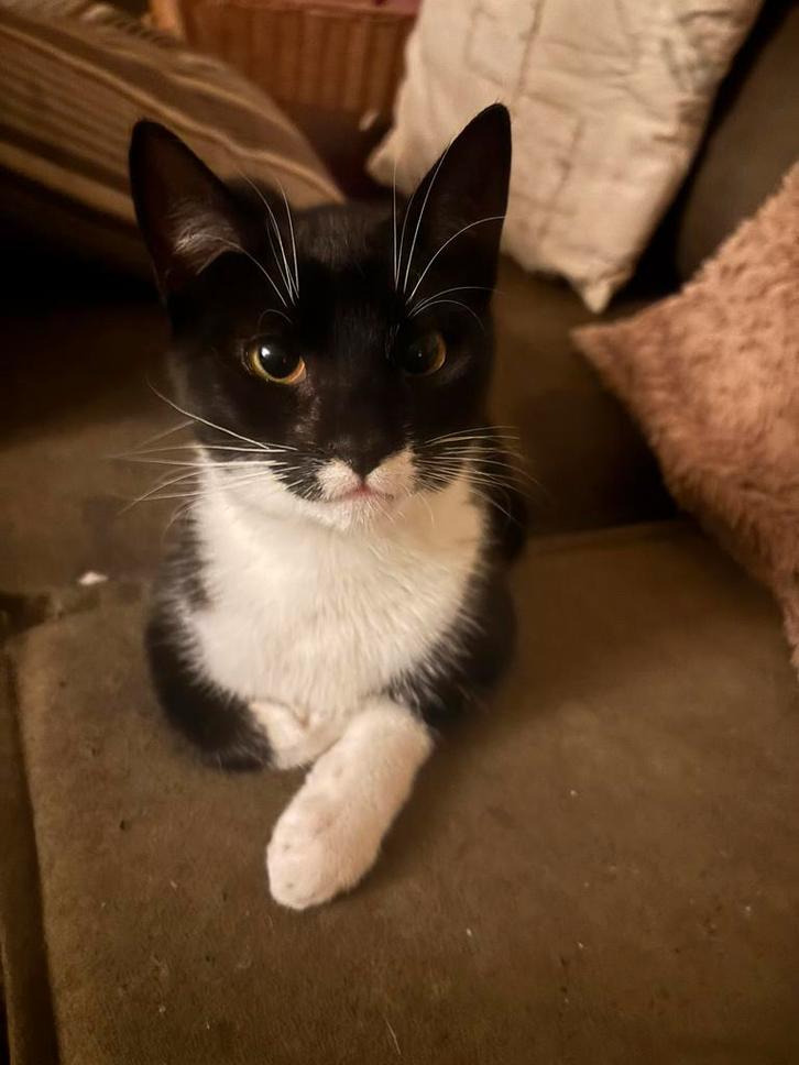 Lieve zwart witte kitten zoekt liefdevol huis, Dieren en Toebehoren, Katten en Kittens | Overige Katten, Kortharig, Poes, 0 tot 2 jaar