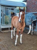 American Paint Horse merrie veulen, Dieren en Toebehoren, Pony's, Merrie, 0 tot 2 jaar