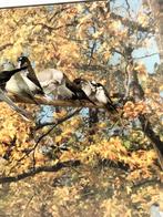 Japanse meeuwen uit binnen volière, Dieren en Toebehoren, Vogels | Overige Vogels