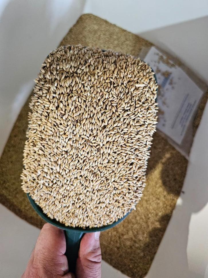 Witzaad 1kg ( platzaad of kanariezaad ), Dieren en Toebehoren, Vogels | Toebehoren, Nieuw, Eten en Drinken, Verzenden