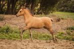 Twee merrieveulens fjord x arabier, Dieren en Toebehoren, Pony's, Merrie, 0 tot 2 jaar, Met stamboom, Recreatiepony