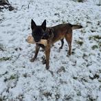 Mechelse herder, 6 jaar of ouder, Reu, Eén hond, Herder
