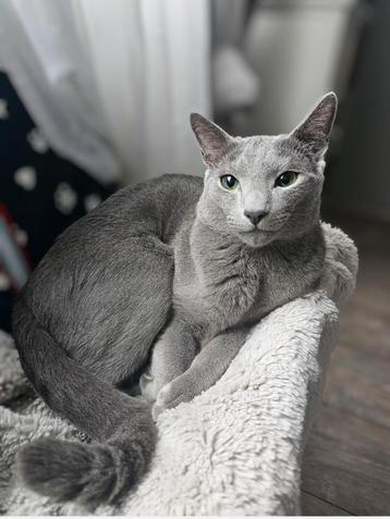 Dekkater Blauwe Rus met stamboom  beschikbaar voor biedingen