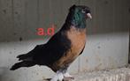 Takla Miro The Best one, Dieren en Toebehoren