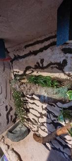 Terrarium kast, Ophalen, Gebruikt