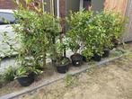 Photinia fraseri 'Red Robin' ca.100cm, Ophalen, Halfschaduw, Overige soorten, Lente