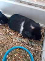 3 driekleur beertje, Dieren en Toebehoren, Knaagdieren, Juni, Mannelijk, Cavia