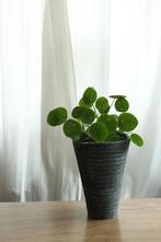 Pannenkoeken plant in mooi vaas / pot., Ophalen, Vetplant, Halfschaduw, In pot