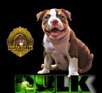 Show quality chocolate tricolor American bully, Dieren en Toebehoren, België, Particulier, Rabiës (hondsdolheid), Overige rassen