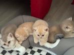 Britse Korthaar Kittens, Dieren en Toebehoren, Katten en Kittens | Raskatten | Korthaar, Geslacht onbekend
