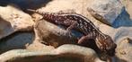 Madagascar grootkopgekko koppel (Paroedura picta), Hagedis