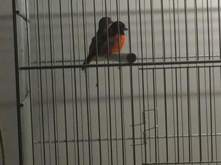 kapoeten sijsen, Dieren en Toebehoren, Vogels | Overige Vogels, Tropenvogel, Meerdere dieren, Geringd