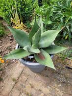 Agave Havardiana, Ophalen, Bloeit niet, Overige soorten, Volle zon