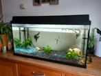 Juwel 80 cm aquarium compleet met toebehoren en vissen, Ophalen of Verzenden, Zo goed als nieuw