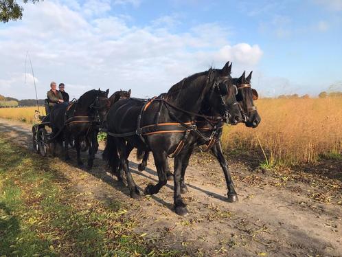 Van der Wiel 4 span tuig - FULL, Dieren en Toebehoren, Paarden en Pony's | Hoofdstellen en Tuigage, Gebruikt, Overige soorten