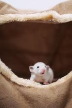 Rittens (Tamme Ratten) uit de Opvang, Dieren en Toebehoren, Knaagdieren, Rat, Mannelijk, Tam, Oktober
