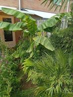 Bananenplant , Musa Basjoo, Tuin en Terras, Planten | Tuinplanten, Ophalen, Zomer, Overige soorten, Volle zon
