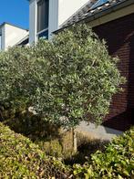 3x Olijfboom, Tuin en Terras, Planten | Bomen, Ophalen, Volle zon, Olijfboom, 100 tot 250 cm