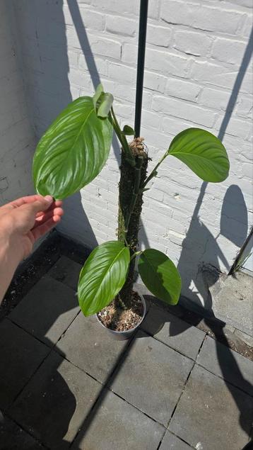 Monstera Egregia op Spaghnum Mosspaal  beschikbaar voor biedingen