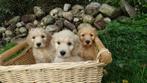prachtige Cockapoo pups  (volledig verzorgd ), Nederland, Overige rassen, CDV (hondenziekte), 8 tot 15 weken