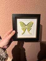 Luna moth, Ophalen of Verzenden, Hout, Minder dan 50 cm