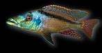 Malawi Cichliden: Lichnochromis acuticeps, Vis, Zoetwatervis