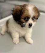 Mooie boomer pup, Dieren en Toebehoren, Honden | Chihuahua's en Gezelschapshonden, 8 tot 15 weken, Eén hond, Nederland, Particulier
