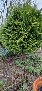 Conifeer Levensboom smaragd Thuja occidentalis, Tuin en Terras, Planten | Tuinplanten, Halfschaduw, Ophalen of Verzenden, Bloeit niet