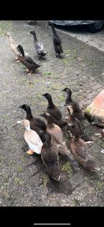 Loopeenden, Dieren en Toebehoren, Geslacht onbekend, Tropenvogel, Tam