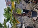 Trachycarpus wagerianus, 100 tot 250 cm, Zomer, Palmboom, Ophalen