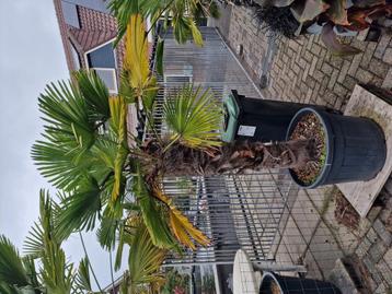 Trachycarpus wagerianus  beschikbaar voor biedingen