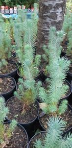parasolden (pinus pinea), Tuin en Terras, Volle zon, Bloeit niet, Minder dan 100 cm, Overige soorten