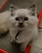 Ragdoll kittens uit geteste ouders, Dieren en Toebehoren, Katten en Kittens | Raskatten | Langhaar, Gechipt, Meerdere dieren, 0 tot 2 jaar
