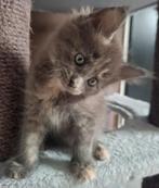 Nog 2 Maine Coon kittens 🐾 mogen nu verhuizen!, Meerdere dieren, Ontwormd, 0 tot 2 jaar