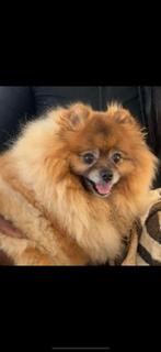 Oppas gezocht, 6 jaar of ouder, Teef, Eén hond, Nederland