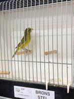 Dikbekcini, Mannelijk