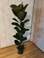 Ficus Robusta elastica rubberboom plant te koop 142cm hoogte, Huis en Inrichting, Ophalen, Ficus, 100 tot 150 cm, Halfschaduw