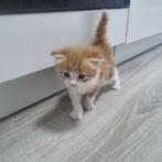 Unieke kittens met mooie kleuren – snel te reserveren!, Dieren en Toebehoren, Meerdere dieren