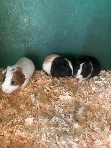 cavia's  beschikbaar voor biedingen
