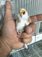 Majoor Putter man scripati komt uit egelhad van 22, Dieren en Toebehoren, Vogels | Overige Vogels, Mannelijk, Wildzangvogel