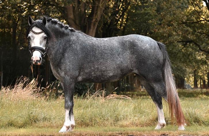 Chique B merrie schimmel, Dieren en Toebehoren, Pony's, Merrie