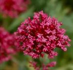 Rode Valeriaan / Centranthus ruber ‘Coccineus’ /Spoorbloem, Tuin en Terras, Planten | Tuinplanten, Zomer, Vaste plant, Overige soorten