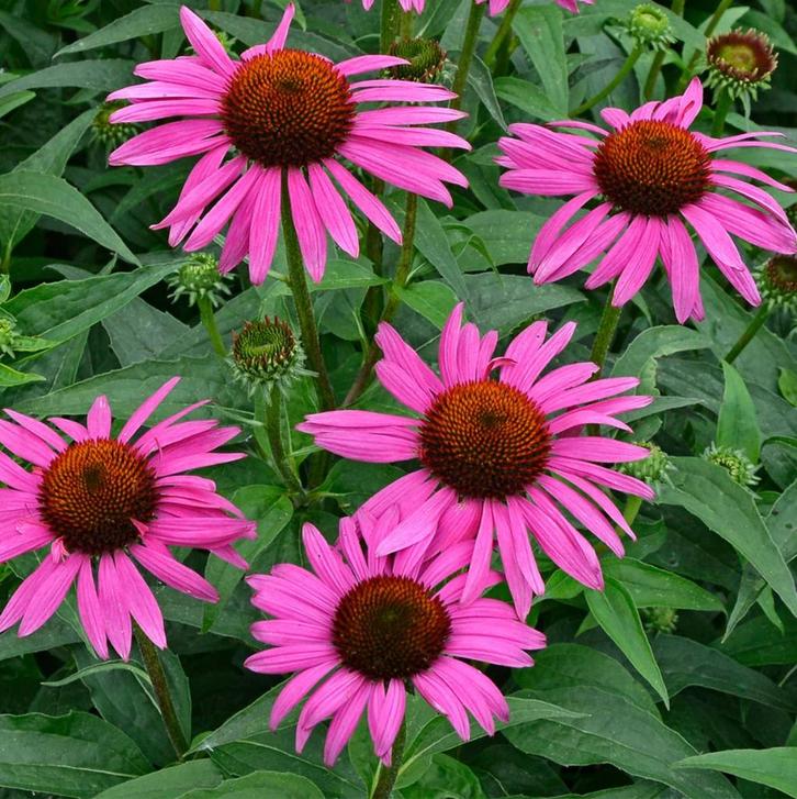 Echinacea ‘Fatal Attraction’, Tuin en Terras, Planten | Tuinplanten, Vaste plant, Overige soorten, Volle zon, Ophalen